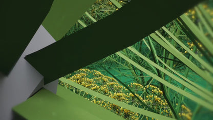 Blues Hog - Dilly Ranch